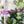 Load image into Gallery viewer, Ears Zipper Accent Template - Purple - 3 Sizes Available
