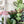 Load image into Gallery viewer, Ears Zipper Accent Template - Pink - 3 Sizes Available