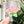 Load image into Gallery viewer, Removable Bubble Star Strapzeez™ - Rainbow Leopard