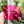 Load image into Gallery viewer, 1-2-3-4 Inch Rounded Corners - Magenta - Acrylic Template