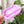 Load image into Gallery viewer, Craft Organizer - Chain - Pink Gem With Lilac Base