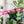 Load image into Gallery viewer, Rounded Zipper Accent Template - Magenta - 3 Sizes Available