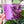 Load image into Gallery viewer, LARGE Magic Maker Quilt Block - Purple - Acrylic Template - Set of 7