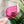 Load image into Gallery viewer, Inner Seam Tool - All In One - 1/4", 3/8", 1/2" - Magenta - Acrylic Template