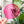 Load image into Gallery viewer, Boxed Round Accent - 1.5"/2.5"/3.5"/4.5" - Magenta - Acrylic Template