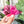 Load image into Gallery viewer, English Paper Piecing Set of 3 - 1/4" Seam Allowance - "Box Top" Style - Magenta - Acrylic Template