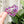 Load image into Gallery viewer, Removable Heart Strapzeez™ - Purple Foil Hearts
