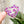Load image into Gallery viewer, Removable Heart Strapzeez™ - Purple Foil Hearts