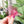 Load image into Gallery viewer, English Paper Piecing Set of 3 - 1/4" Seam Allowance - "Box Top" Style - Pink - Acrylic Template