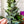 Load image into Gallery viewer, Soda Glass OklaRuler : 1" x 6" Clear Ruler