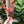 Load image into Gallery viewer, Pink OklaRuler : 1" x 6" Clear Ruler