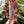 Load image into Gallery viewer, Green OklaRuler : 1" x 6" Clear Ruler