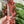 Load image into Gallery viewer, Rose Gold OklaRuler : 1" x 6" Clear Ruler