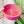 Medium Rope Craft Bowl - Cherry Limeade