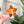 Load image into Gallery viewer, Removable Bubble Star Strapzeez™ - Pumpkin Mirror
