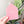 VINYL - Anna Mini Envelope Set of 6 - Frosted Watermelon -  Acrylic Template