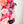 Mouse Fancy Straps - Size 1.5