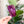 Load image into Gallery viewer, SQUARED Fancy Straps - Size 1&quot; - Purple - Set of 3 - Acrylic Template
