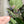 Removable Flower Strapzeez™ - Party Confetti
