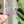Removable Rectangle Strapzeez™ - Pink Teal White Dots