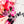 PATREON EXCLUSIVE PREORDER: Mouse Fancy Straps - Size 1