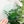 5 - 5.5 - 6 - 6.5 Inch BIG Rounded Corners  - Light Green -  Acrylic Template