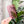 Load image into Gallery viewer, SQUARED Fancy Straps - Size 1.5&quot; - Pink - Set of 3 - Acrylic Template
