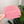 1-2-3-4 HALVES Inch Rounded Corners  - Frosted Watermelon -  Acrylic Template