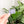 Strap End Template With Rivet Placement - Set of 4 - Frosted Violet