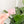 Strap End Template With Rivet Placement - Set of 4 - Frosted Watermelon
