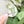 Removable Circle Strapzeez™ - Clear