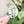 Removable Circle Strapzeez™ - Soda