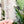 Open Center ROUNDED Fancy Straps - Size 1.5