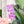 Load image into Gallery viewer, Open Center SQUARED Fancy Straps - Size 1&quot; Webbing To 1/2&quot; Hook - LIMITED COLOR - Purple Foil Flake - Set of 3 - Acrylic Template

