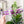 Load image into Gallery viewer, Hive Zipper Accent Template - Purple - 3 Sizes Available
