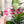 Load image into Gallery viewer, Hive Zipper Accent Template - Magenta - 3 Sizes Available
