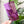 Load image into Gallery viewer, 3&quot; x 6&quot; OklaRuler - Purple
