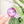 Removable Circle Strapzeez™ - Purple