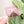 Removable Rectangle Strapzeez™ - Pink