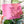 Load image into Gallery viewer, Mini Picnic Pouch / Purse Acrylic Template FULL PANEL ADD ON - MAGENTA - Single Template
