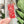 Open Center SQUARED Fancy Straps - Size 1