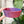 Medium Rope Craft Bowl - Blue/Red Combo