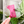 The Templeton Wallet Transparent Acrylic Templates - Set Of 7 - Magenta